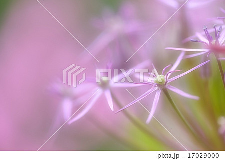 癒しのピンクの花の写真素材