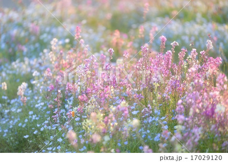 楽園の花園 17029120