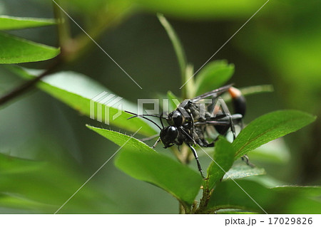 生き物　昆虫　サトジガバチ、つがいです。前から見ると交差した大きな顎が目立ちます 17029826