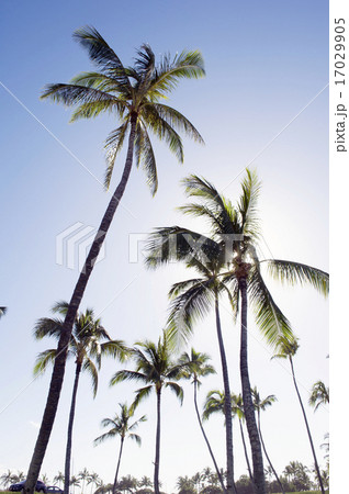 ヤシの木と青空、コオリナリゾート、オアフ島、ハワイ-2 17029905