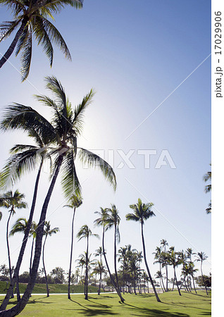 ヤシの木と青空、コオリナリゾート、オアフ島、ハワイ-3 17029906
