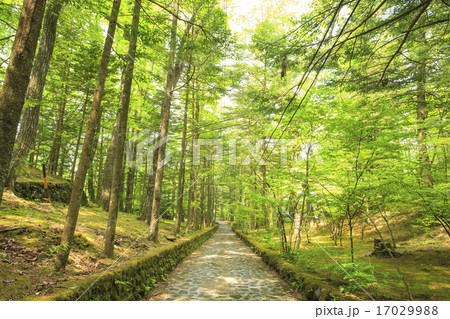 長野県軽井沢町 新緑の幸福の谷の写真素材