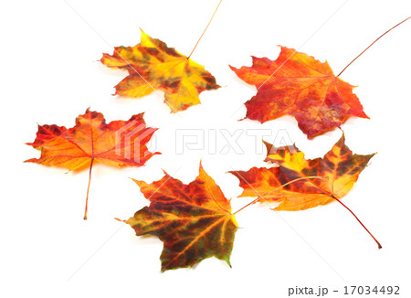 Multicolor autumn maple-leafs on white background 17034492