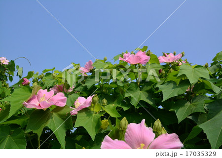 芙蓉の花 17035329