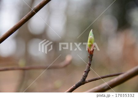 木の新芽 木の新芽 17035332