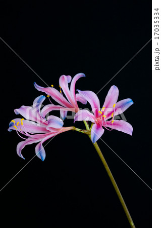 虹色のリコリス 17035334