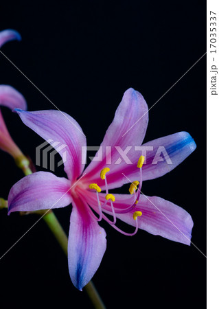 虹色のリコリス 17035337