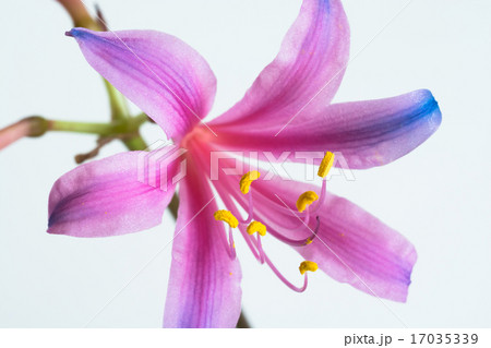 虹色のリコリス 17035339