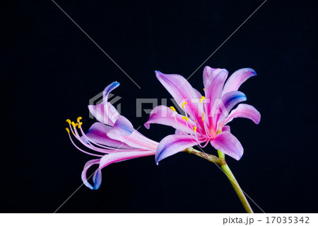 虹色のリコリス 17035342