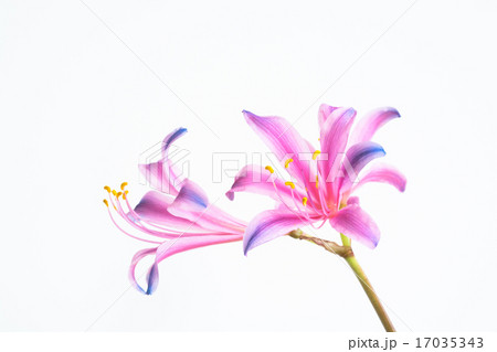 虹色のリコリス 17035343