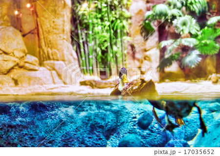 Couple of Gray-brown ducks. Couple of Gray-brown ducks. 17035652