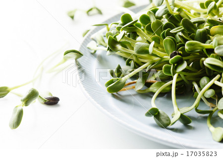 sunflower sprouts 17035823