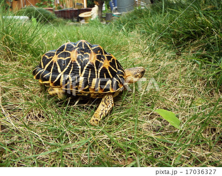 亀 亀 17036327