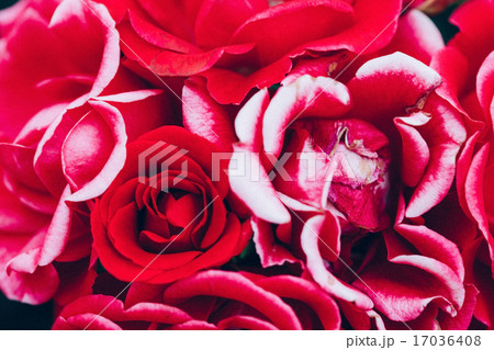roses background roses background 17036408
