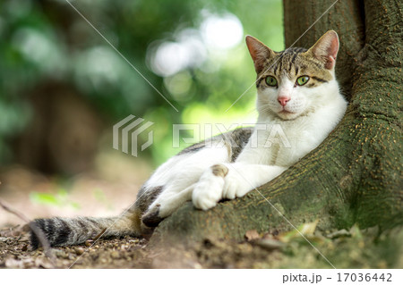 炎天下の中、木の下で涼むのらねこ 17036442