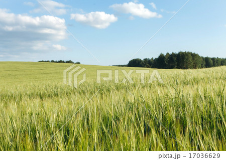 Green wheat on a field 17036629