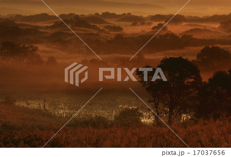 秋田県 冬師湿原の夜明け 秋田県 冬師湿原の夜明け 17037656