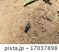 ヒメツチハンミョウ 17037898