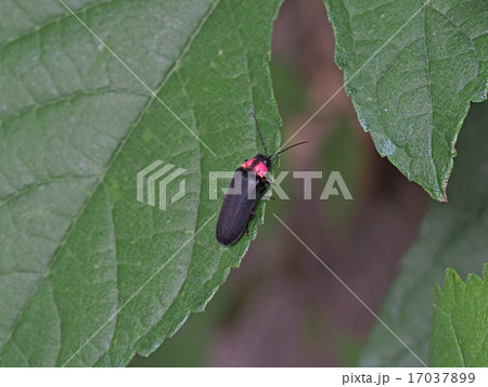 ゲンジボタル 17037899