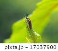 ヒゲナガハナノミ 17037900