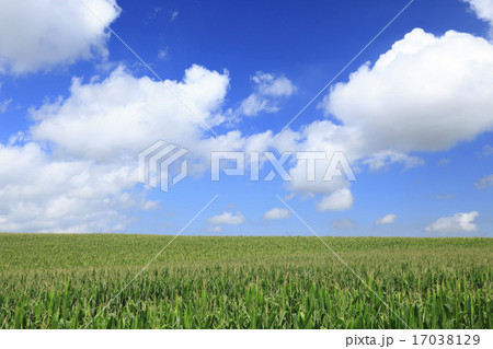 北海道　美瑛町　広大なトウモロコシ畑と雲 17038129