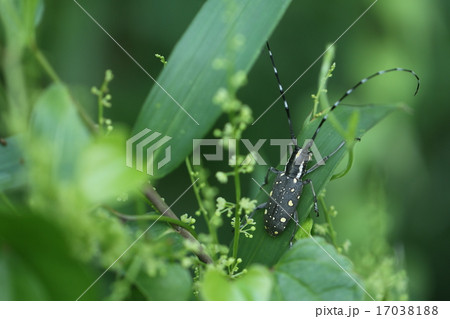 キボシカミキリ 17038188