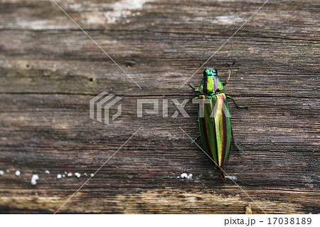 ヤマトタマムシ 17038189