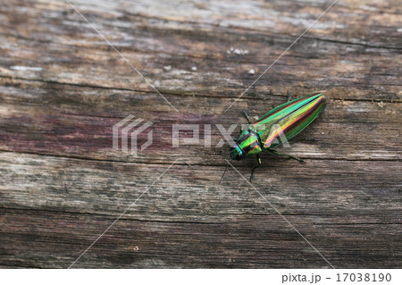 ヤマトタマムシ 17038190