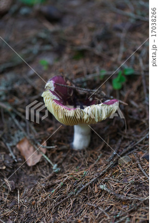 edible mushroom closeup 17038266