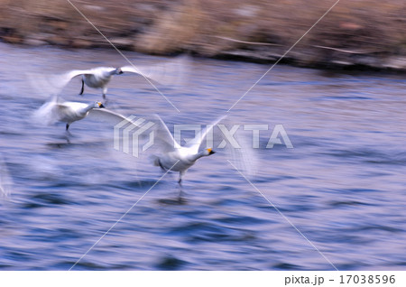 コハクチョウ6 17038596