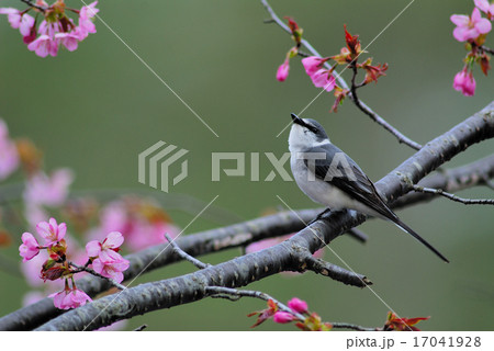 サンショウクイ 17041928