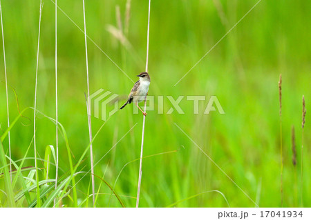 セッカ2 セッカ2 17041934