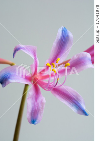 虹色のリコリス 17041978