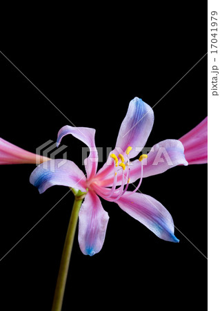 虹色のリコリス 17041979