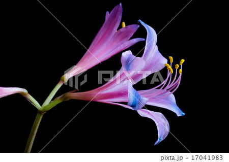 虹色のリコリス 17041983