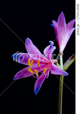 虹色のリコリス 17041988