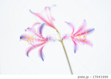 虹色のリコリス 17041990