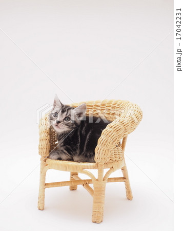 籐の椅子にのったアメリカンショートヘアーの子猫 17042231