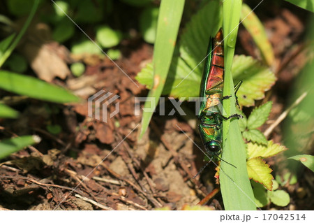 ヤマトタマムシ 17042514