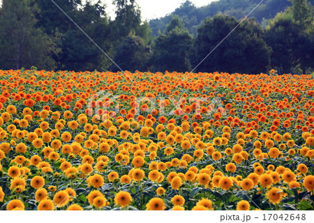 ひまわり5364 ひまわり5364 17042648