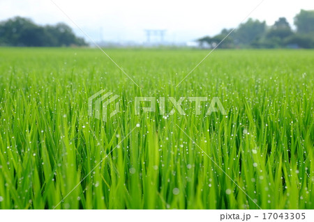 三輪山と稲の朝露（奈良県桜井市） 17043305