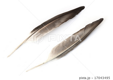 Close up detail of bird feather isolated on white Close up detail of bird feather isolated on white 17043495