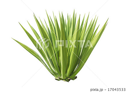 Close up green agave plant isolated on white 17043533