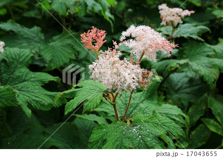 北海道　礼文島　トレッキング 17043655