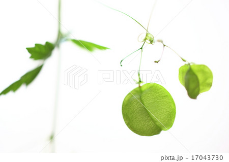 フウセンカズラ フウセンカズラ 17043730