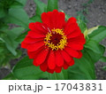 アークトチス 17043831