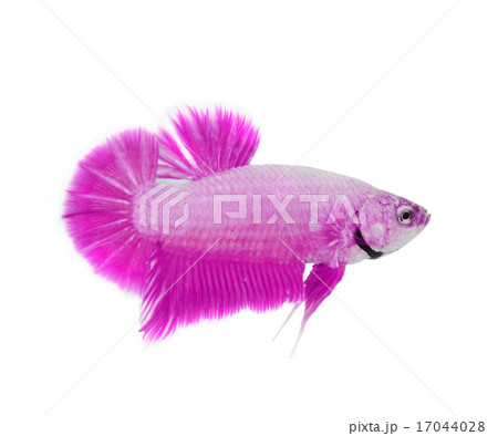 Siamese fighting fish 17044028