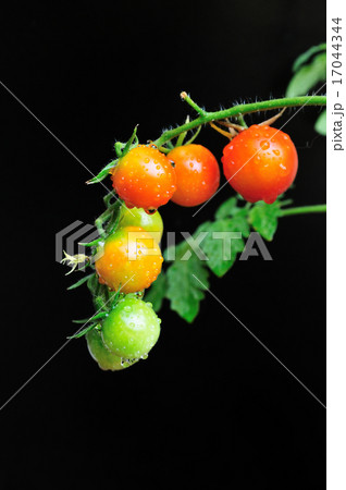 ミニトマト ミニトマト 17044344