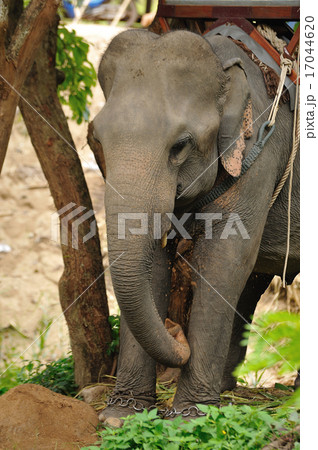Asian Elephant 17044620