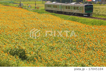 烏山線とひまわり畑 17045104